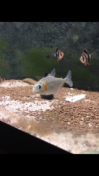 WILD PIRANHA FOR SALE NEW STOCK IN FROM PERU