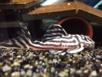 Zebra plecos - breeding age for sale - now SOLD