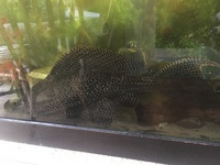 16" Sailfin Plec for sale