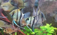 NOW SOLD---Angel fish(P.scalare) wild type 2 proven breeding pairs in Leeds-- ono £60 for both