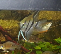 NOW SOLD---Angel fish(P.scalare) wild type 2 proven breeding pairs in Leeds-- ono £60 for both