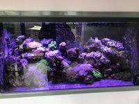 Complete contents of 4x2x2 reef tank