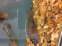 j2o cichlids premium fish