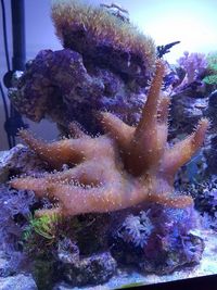 Devils Hand Leather Coral for sale