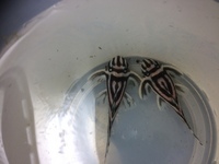 Zebra plecos - breeding age for sale - now SOLD