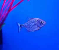 Oddball, Predator, South American Cichlids STOCK LIST @ The Aquatic Store Bristol 09.05.18