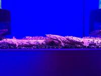 Good Selection of Polypterus (Bichir) @ The Aquatic Store Bristol 09.05.18