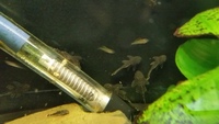 Ancistrus (bristle nose pleco)