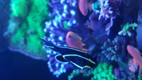 French Angelfish