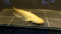 Albino Silurus glanis