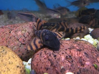 Maidenhead Aquatics at Guildford - Pleco, Catfish, Cory and Misc Fish