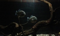 Red Belly Piranhas for Sale