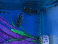 Maidenhead Aquatics at Guildford - Pleco, Catfish, Cory and Misc Fish