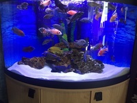 full set up of fish tanks for fish room fish house