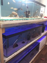 full set up of fish tanks for fish room fish house