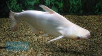 Two albino platinum pengasius cats