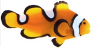 Clownfish, designer clownfish - 40+ types at Hello Fish 