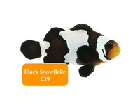 Black Snowflake Clownfish from 39£