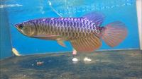 NEW AROWANA SHIPMENTS ARRIVING PLANET AROWANA