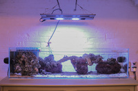 DT11 Area (fish now FREE ) Aquarium and top end equipment - complete kit VORTECH / RAZOR