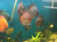 Discus Collection for Sale