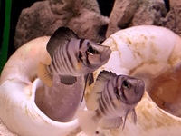 Altolamprologus compressiceps Sumbu, shell