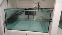 FREE fishroom tanks