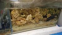 FREE fishroom tanks