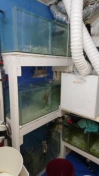 FREE fishroom tanks