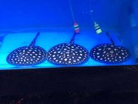 STINGRAYS FOR SALE @ PLANET AROWANA