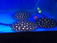 STINGRAYS FOR SALE @ PLANET AROWANA