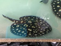 STINGRAYS FOR SALE @ PLANET AROWANA