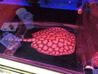 STINGRAYS FOR SALE @ PLANET AROWANA