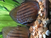 7x curipera royal discus £200 ono