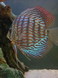 Various Large Discus