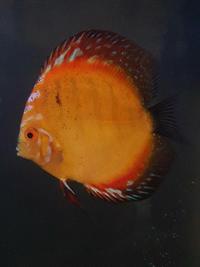 Various Large Discus