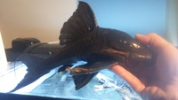 BLUE EYE PANAQUE PLECO VERY RARE STUNNING 12 inches 