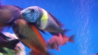 Breeding group of 14 F1 adult Tropheus Duboisi Maswa. Now only £100  