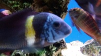 Breeding group of 14 F1 adult Tropheus Duboisi Maswa. Now only £100  