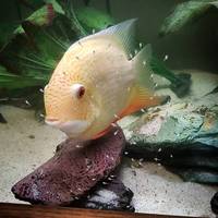 Breeding Pair of Gold Severums