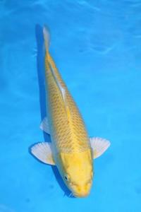 Koi for sale