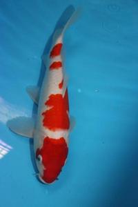 Koi for sale