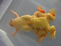 xenopus frogs