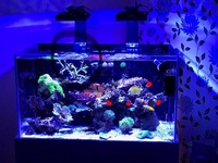 Full setup of radion gen 4 pros, best leds money can buy
