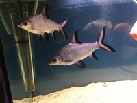 2 x large Bala silver Sharks 9“ & 8 inch