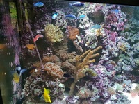 Stunning complete marine tank for sale £999