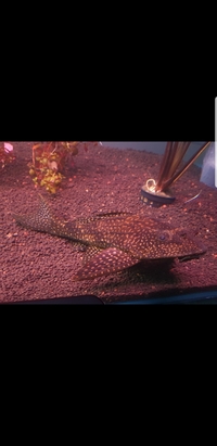 10 inch : Hypostomus plecostomus for sale £25 (( SOLD))