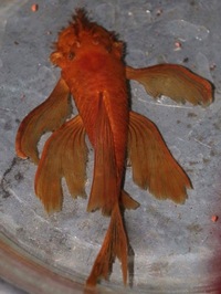 Super Red Long fin Bristlenose Pleco @ 1 inch body size