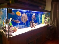 Rena 6ft 6 inch Aquarium. Complete set up