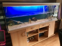Rena 6ft 6 inch Aquarium. Complete set up